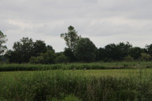 IMG_1427